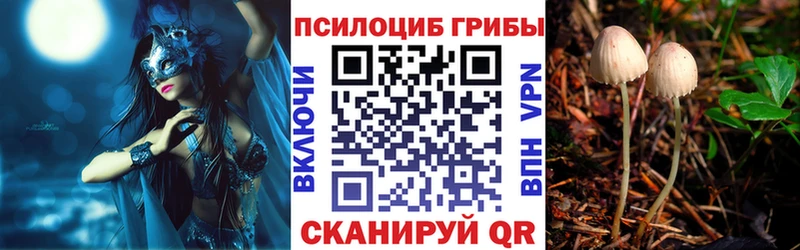 хочу   Белёв  Галлюциногенные грибы Psilocybine cubensis 